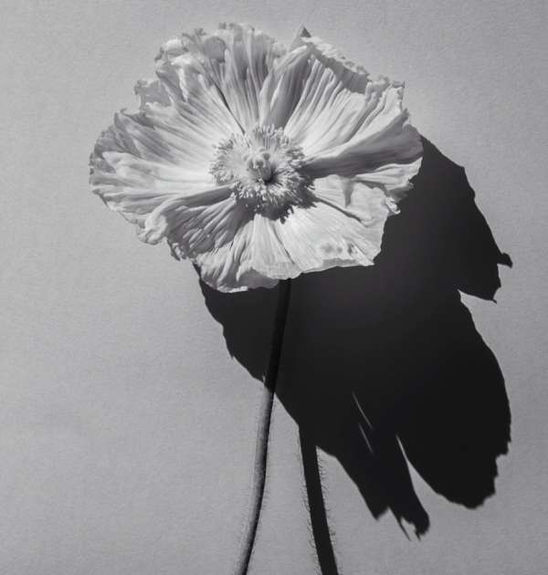 Close-up black and white photo of a single textured poppy flower with a long stem casting a sharp shadow.