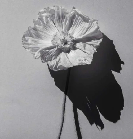 Close-up black and white photo of a single textured poppy flower with a long stem casting a sharp shadow.