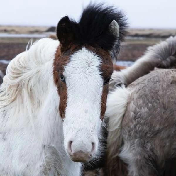 Close-up of a white and brown horse with a dark mane, standing outdoors with a blurry background, looking directly at the camera.