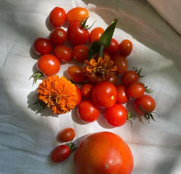 Fresh tomatoes and orange flowers displayed on a white cloth, illuminated by natural light, showcasing their vibrant colors and textures.