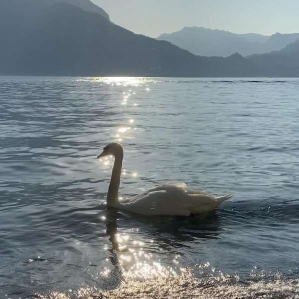 A white swan swims on a lake with sparkling water, with mountains in the distance under the soft daylight. Serene nature scene.