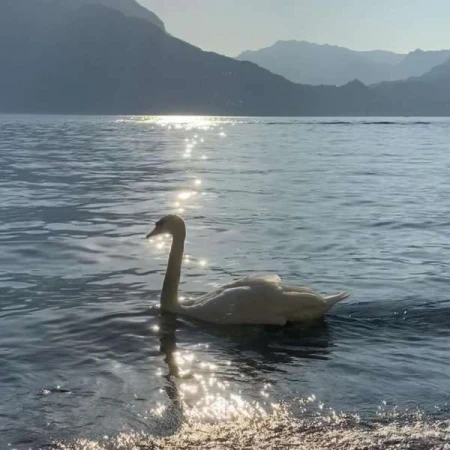 A white swan swims on a lake with sparkling water, with mountains in the distance under the soft daylight. Serene nature scene.
