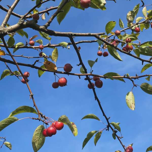 A clear blue sky with tree branches bearing red crab apples and green leaves, captured in an upward-looking shot.
