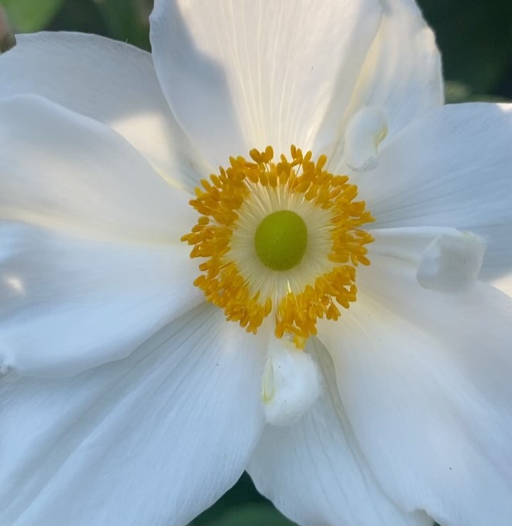 Close-up of a white anemone flower with a bright yellow center and a green pistil, bathed in soft light, highlighting delicate petal texture.