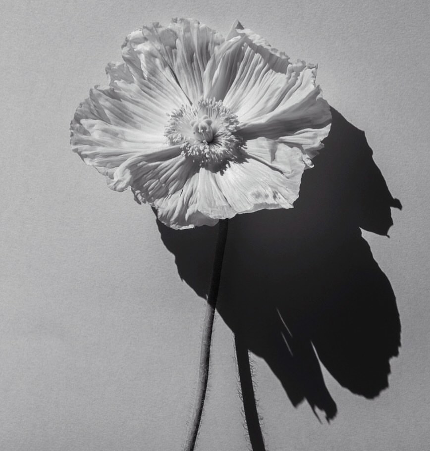 Monochrome photo of a white poppy flower with ruffled petals, detailed center, and long stem, casting a dramatic shadow on the background.