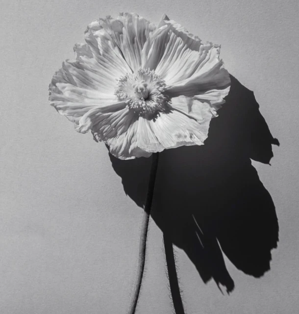Monochrome photo of a white poppy flower with ruffled petals, detailed center, and long stem, casting a dramatic shadow on the background.