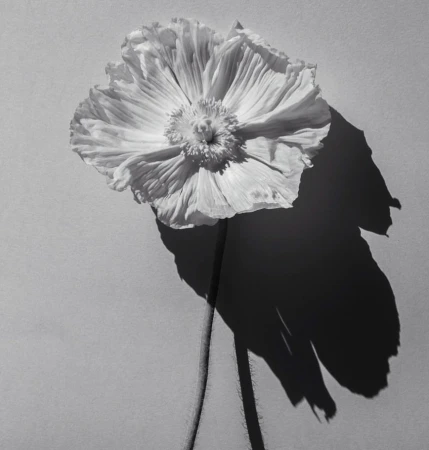 Monochrome photo of a white poppy flower with ruffled petals, detailed center, and long stem, casting a dramatic shadow on the background.
