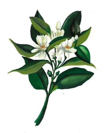Illustration of a blooming citrus branch with white flowers and green leaves on a white background, showcasing botanical art.