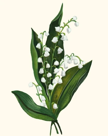 Illustration of a bouquet of Lily of the Valley flowers with vibrant green leaves and delicate white bell-shaped blossoms on a creamy background.