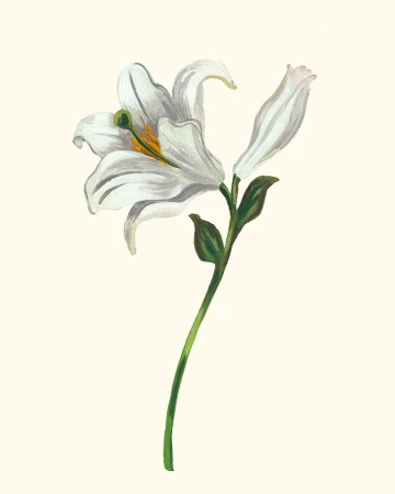 Illustration of a white lily flower with green stem and leaves on a soft cream background showcasing botanical art.