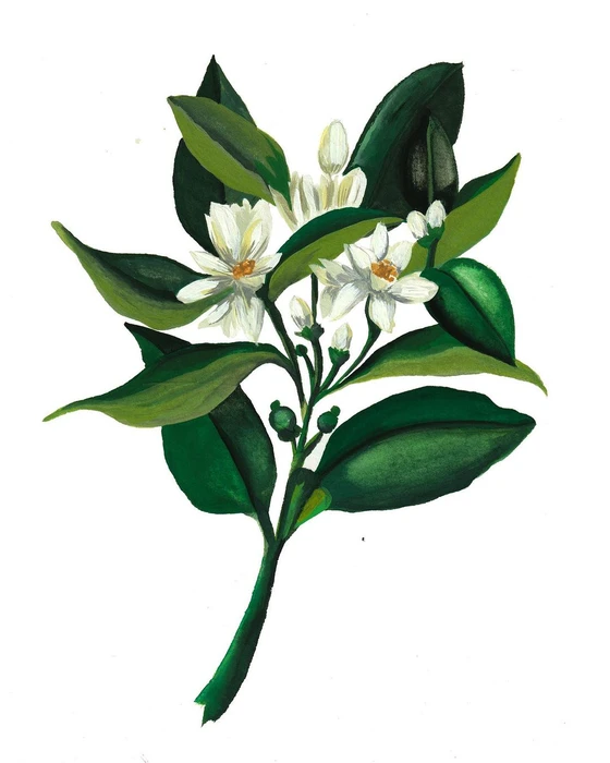 Botanical gouache illustration of white citrus blossoms and dark green leaves on a stem against white background