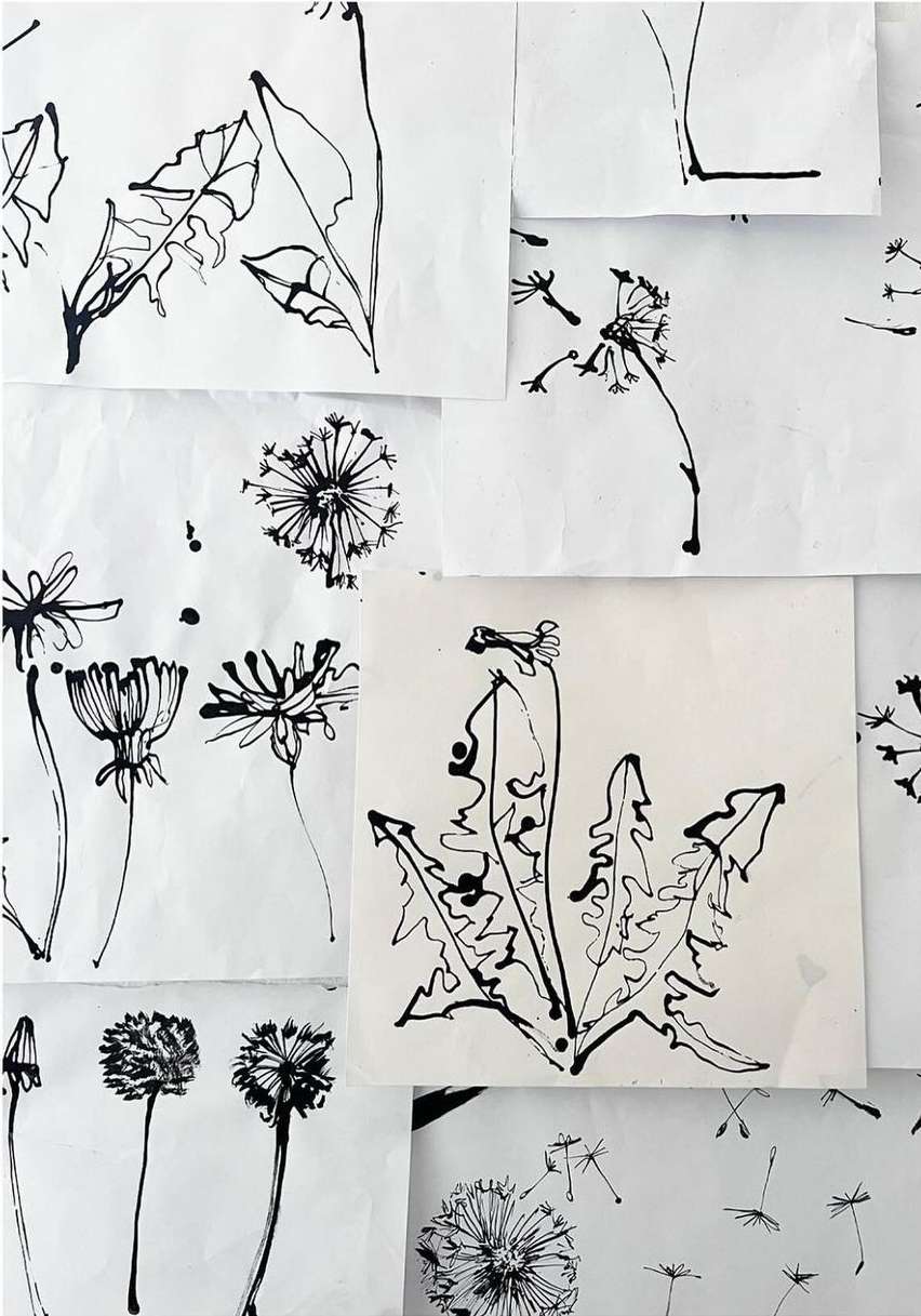 Black ink drawings of dandelion plants and leaves scattered across white paper, creating a botanical art collage.