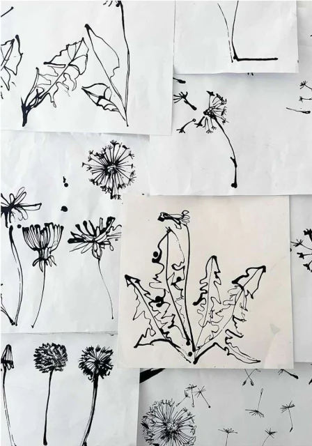 Black ink drawings of dandelion plants and leaves scattered across white paper, creating a botanical art collage.