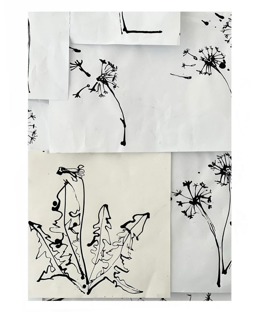 Black ink drawings of dandelions on white paper create an artistic collage, showcasing botanical art with a handcrafted feel and minimalist design.