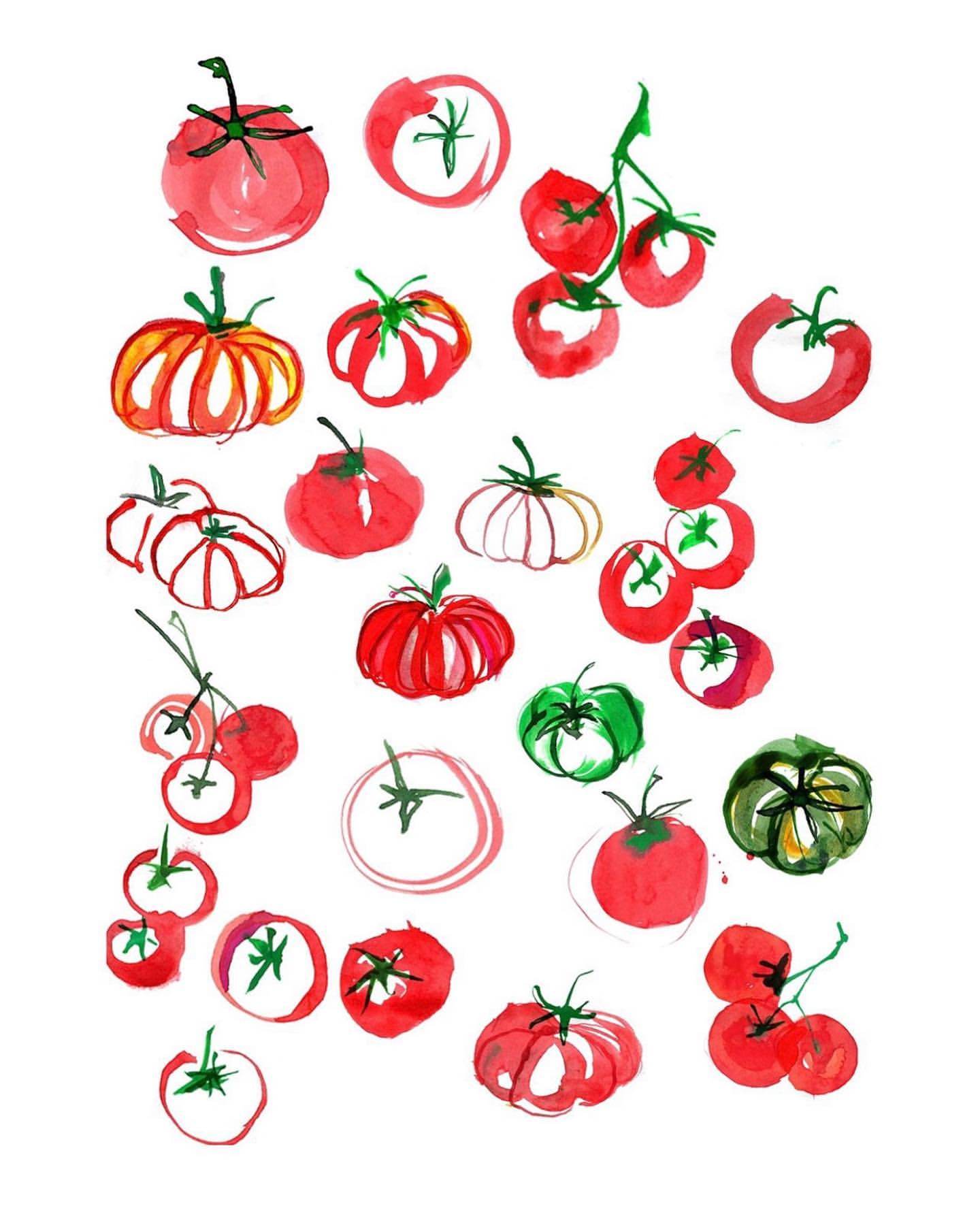 Watercolor illustration of various types of red and green tomatoes scattered on a white background, creating a fresh and artistic image.