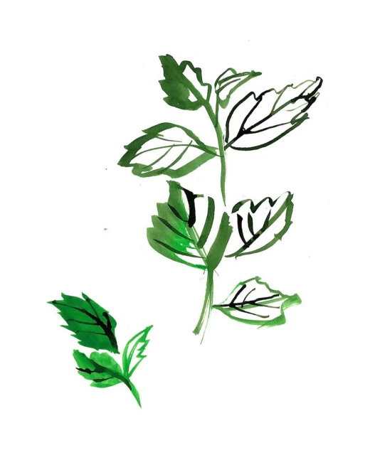 Illustration of green leaves on white, rendered in watercolor style with bold outlines. Focus on nature-inspired themes and art.