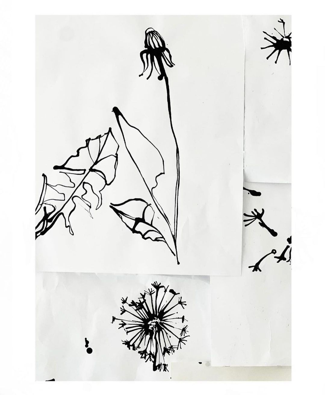 Dandelion drawings in black ink on white paper, with varying stages of blooms and leaves, presented in a minimalist style.