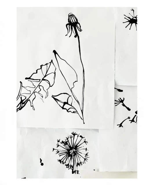 Dandelion drawings in black ink on white paper, with varying stages of blooms and leaves, presented in a minimalist style.