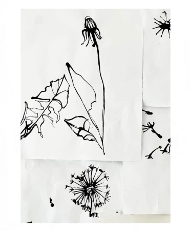 Dandelion drawings in black ink on white paper, with varying stages of blooms and leaves, presented in a minimalist style.