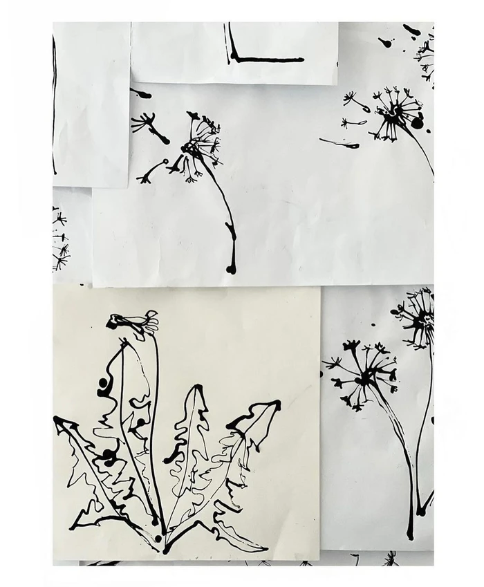 Black ink line drawings of dandelion seed heads and leaves collaged on white paper sheets