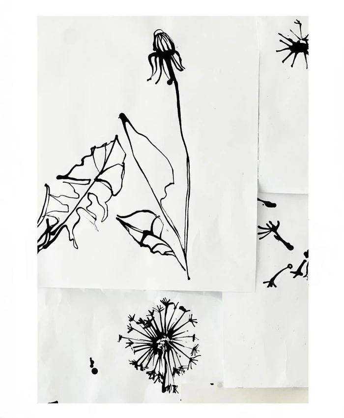 Black ink line drawing of dandelion flowers and leaves on white paper sheets by Caroline Tomlinson.