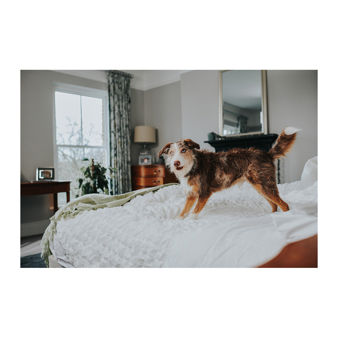 A medium shot captures a brown and white dog standing on a white bed in an indoor setting, with natural light coming from a nearby window.