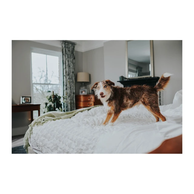A medium shot captures a brown and white dog standing on a white bed in an indoor setting, with natural light coming from a nearby window.