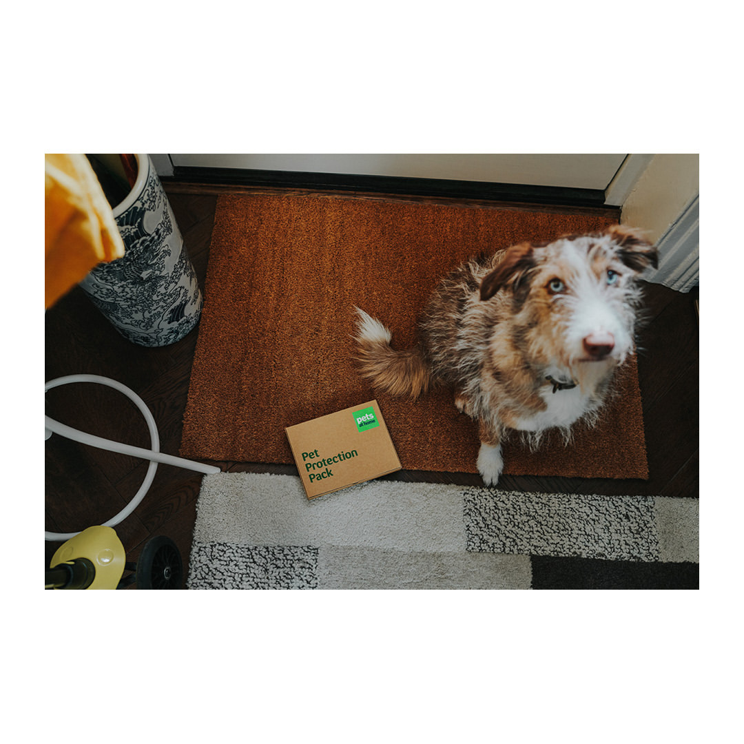 Australian Shepherd sits beside a brown box on a doormat in an indoor setting, looking upwards toward the camera.
