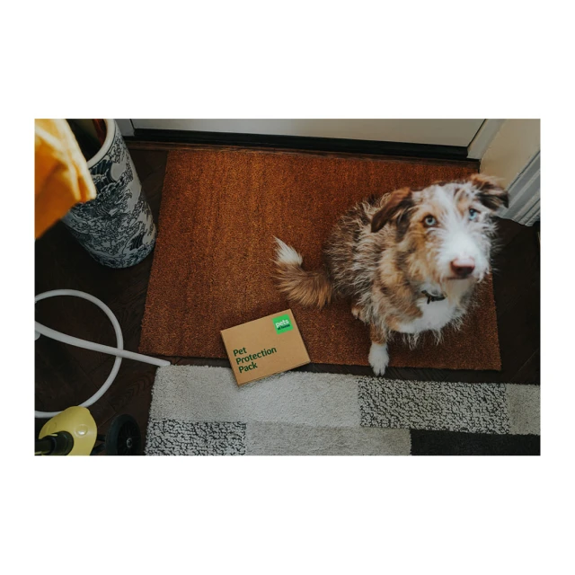 Australian Shepherd sits beside a brown box on a doormat in an indoor setting, looking upwards toward the camera.