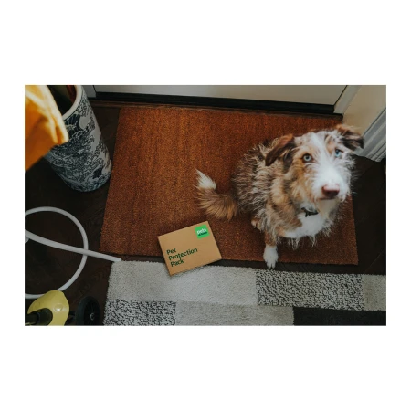 Australian Shepherd sits beside a brown box on a doormat in an indoor setting, looking upwards toward the camera.