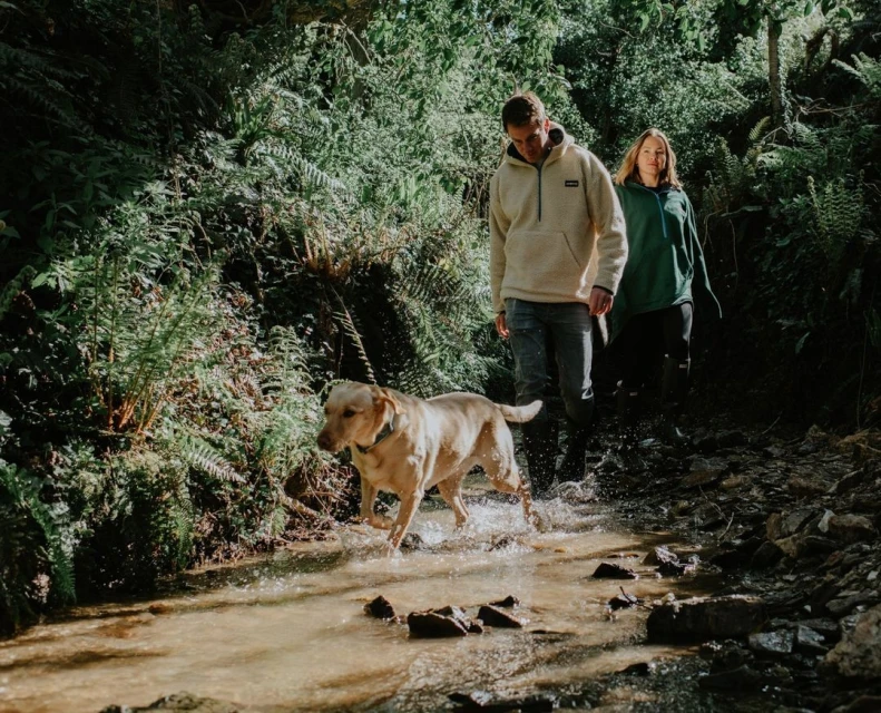 A golden retriever dog splashes through a shallow creek with a man and woman hiking behind him in an outdoor forest scene.