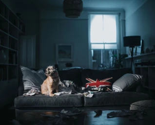 Border terrier dog sitting on a dark grey sofa in a living room strewn with shredded paper debris