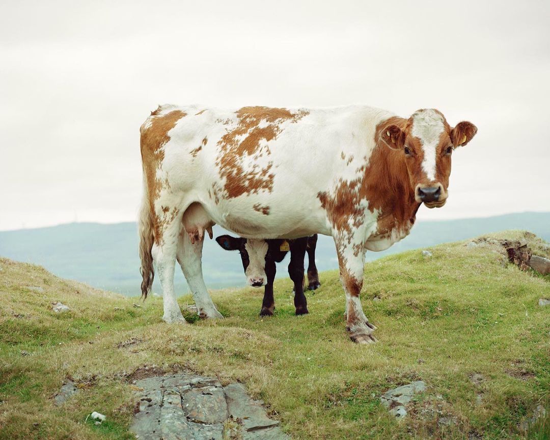 Cow and calf stand on a grassy hill in a wide shot, with muted tones and soft light creating a tranquil rural scene.