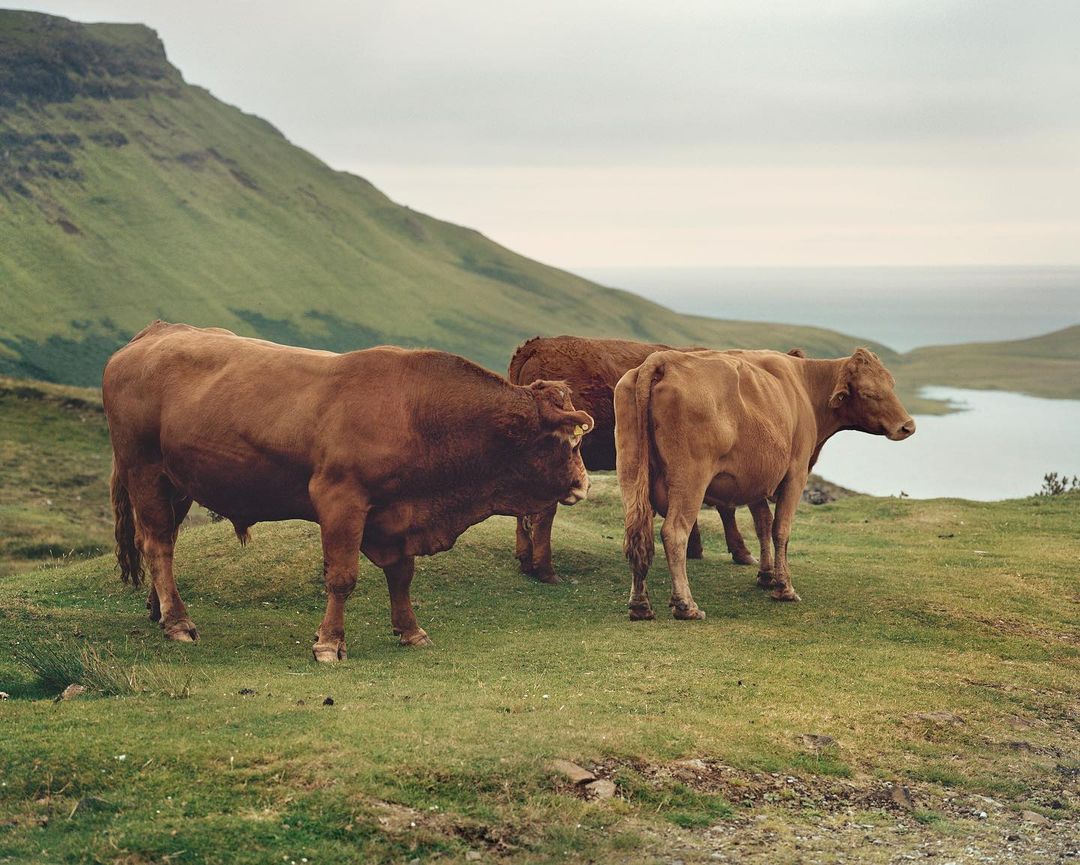 Three brown cows graze on a green hillside overlooking a calm lake and distant mountains beneath an overcast sky in a natural setting.