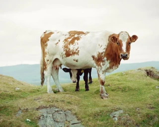 Brown and white cow standing on a grassy hill with a smaller calf peeking from underneath.