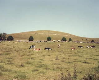 Cows grazing in a grassy field beneath a rolling hill featuring the word ENGLAND spelled out in large white lettering