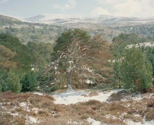 Snow-dusted pine tree in a mountain landscape with snow-covered hills and sparse forest under an overcast sky.