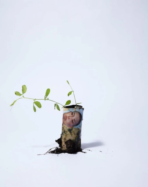 Conceptual studio shot of a green sprout growing from soil within a rolled banknote featuring a woman's face, set against a white background.