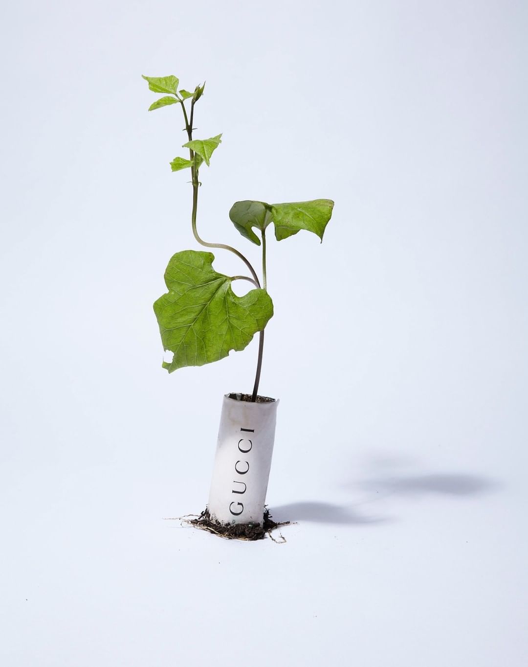A seedling grows in a modified Gucci box, isolated against a white background in this eye-level studio shot with neutral lighting.