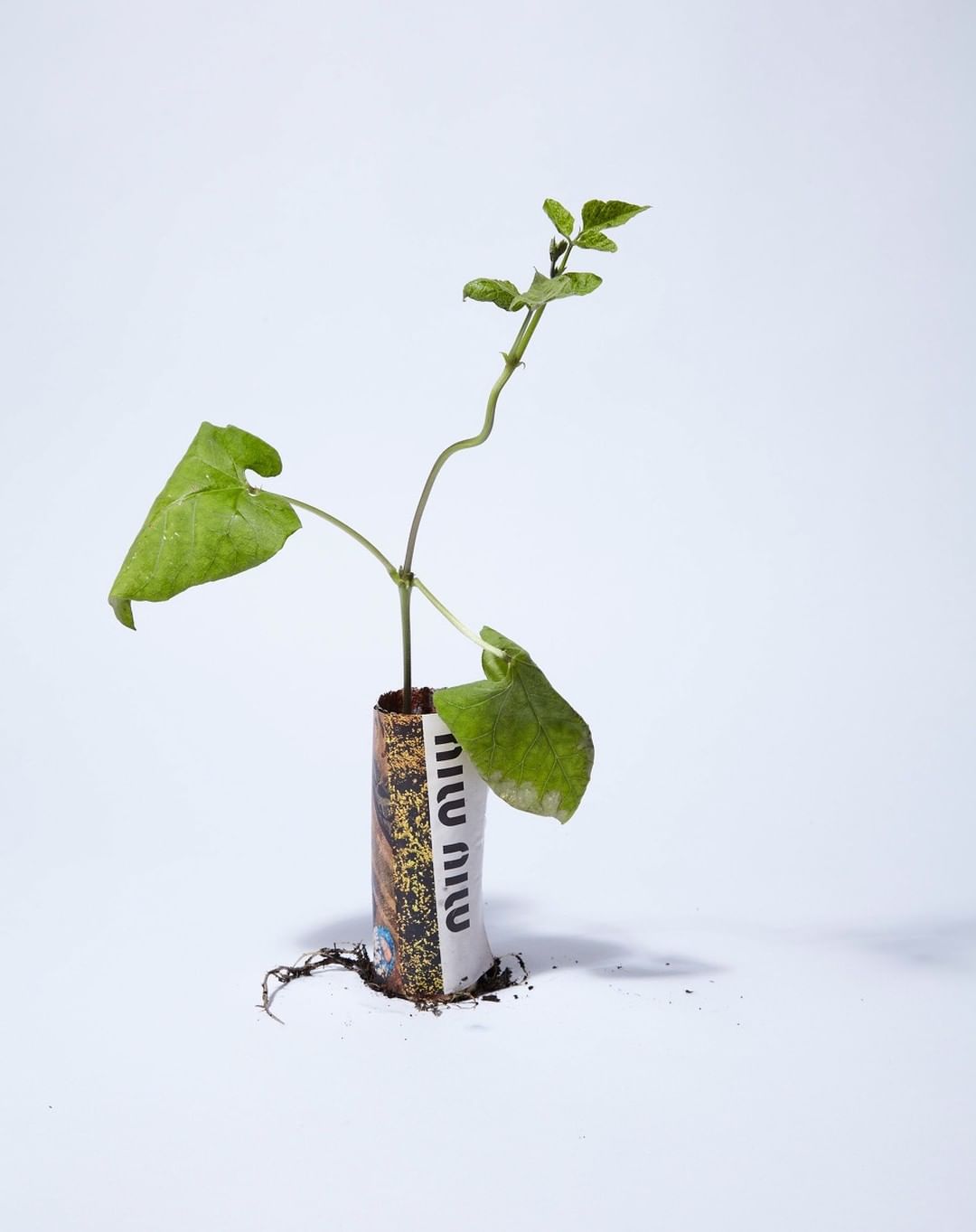 A young green sprout growing from a small cylindrical container with visible text on a white background