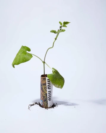 A young green sprout growing from a small cylindrical container with visible text on a white background