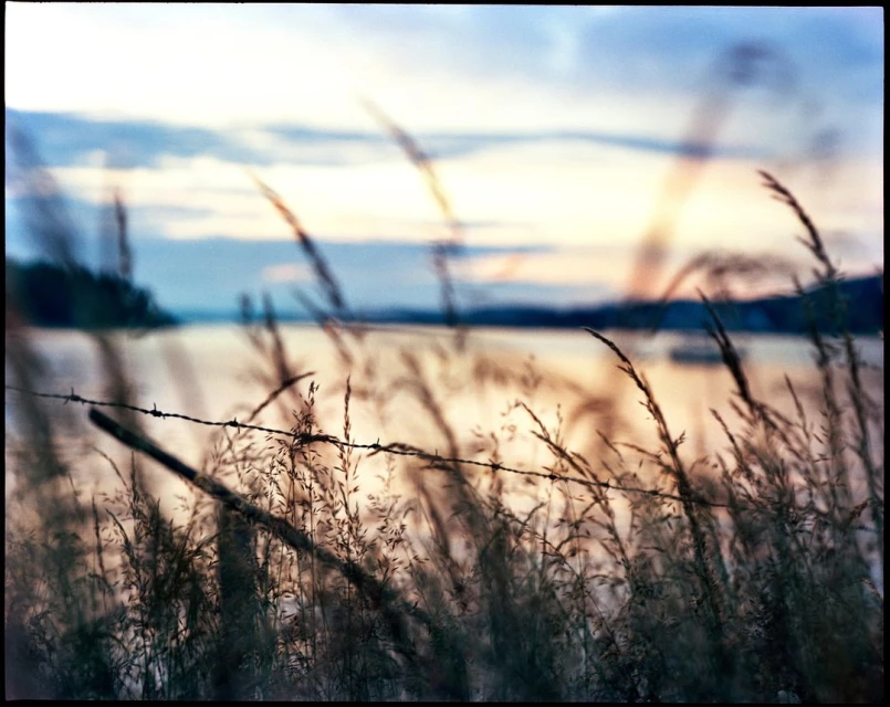 Tranquil scene of tall grasses in the foreground, blurred water and land in the background with a serene, muted sunset sky above.