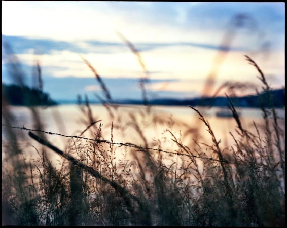Tranquil scene of tall grasses in the foreground, blurred water and land in the background with a serene, muted sunset sky above.