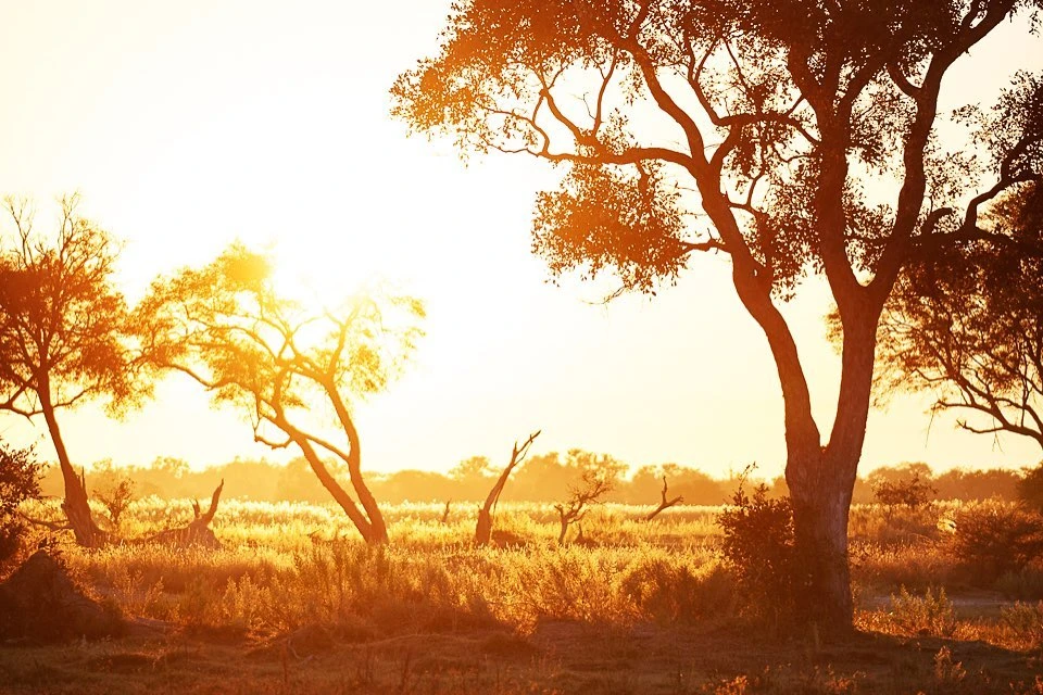 Warm sunlight illuminates a landscape with golden grasses and silhouetted trees at sunset, creating a serene, natural atmosphere.