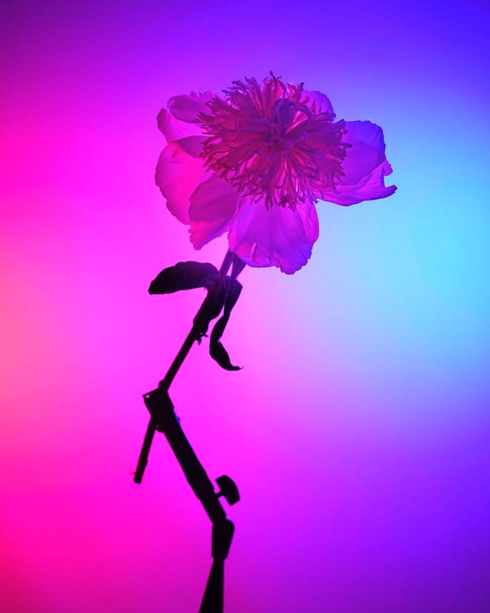 Vibrant studio shot of a pink and white flower, showcasing its delicate petals and structure against a gradient background.