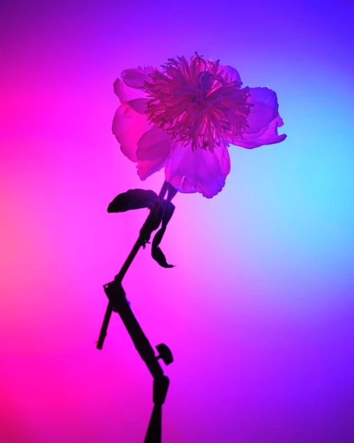 Vibrant studio shot of a pink and white flower, showcasing its delicate petals and structure against a gradient background.