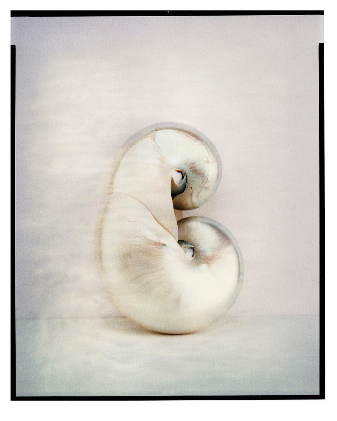 Close-up still life photograph of a nautilus shell with a pearlescent surface and a spiral shape, set against a soft, neutral background.