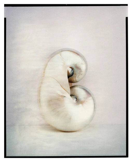 Close-up still life photograph of a nautilus shell with a pearlescent surface and a spiral shape, set against a soft, neutral background.