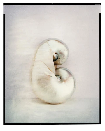 Close-up still life photograph of a nautilus shell with a pearlescent surface and a spiral shape, set against a soft, neutral background.