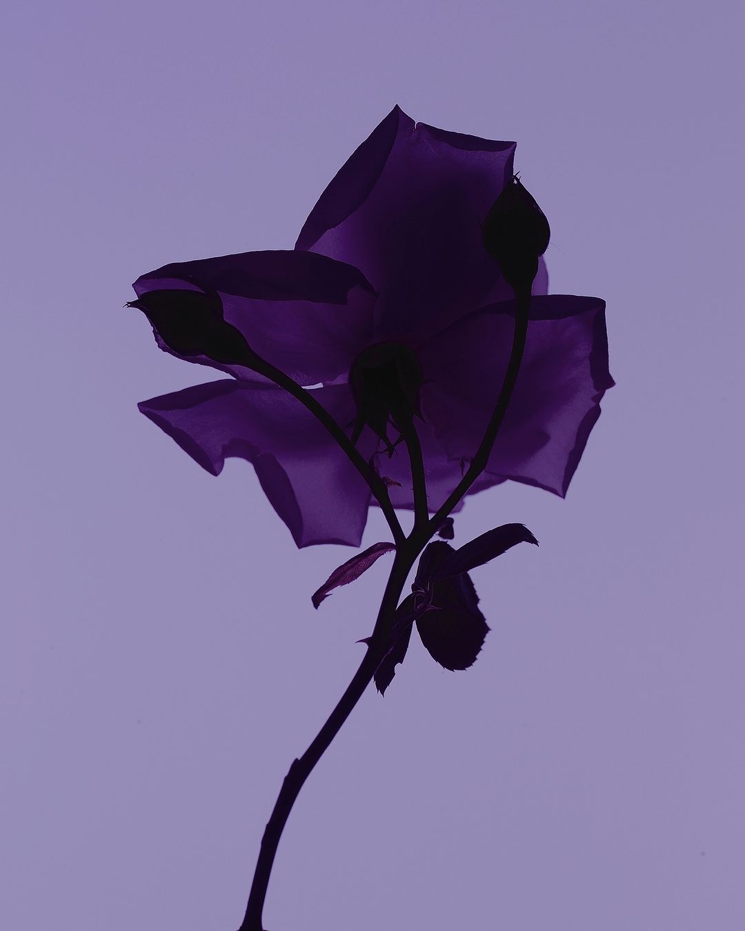 Monochromatic photograph showcasing a violet rose bloom, its petals and stem silhouetted against a soft purple backdrop.